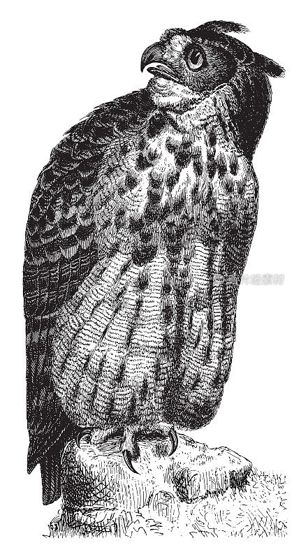 欧亚鹰鸮或Uhu (Bubo Bubo) -老式雕刻插图
